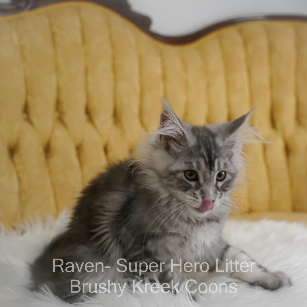 Black silver Maine Coon kitten for sale in Missouri