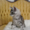 Black silver Maine Coon kitten for sale in Missouri
