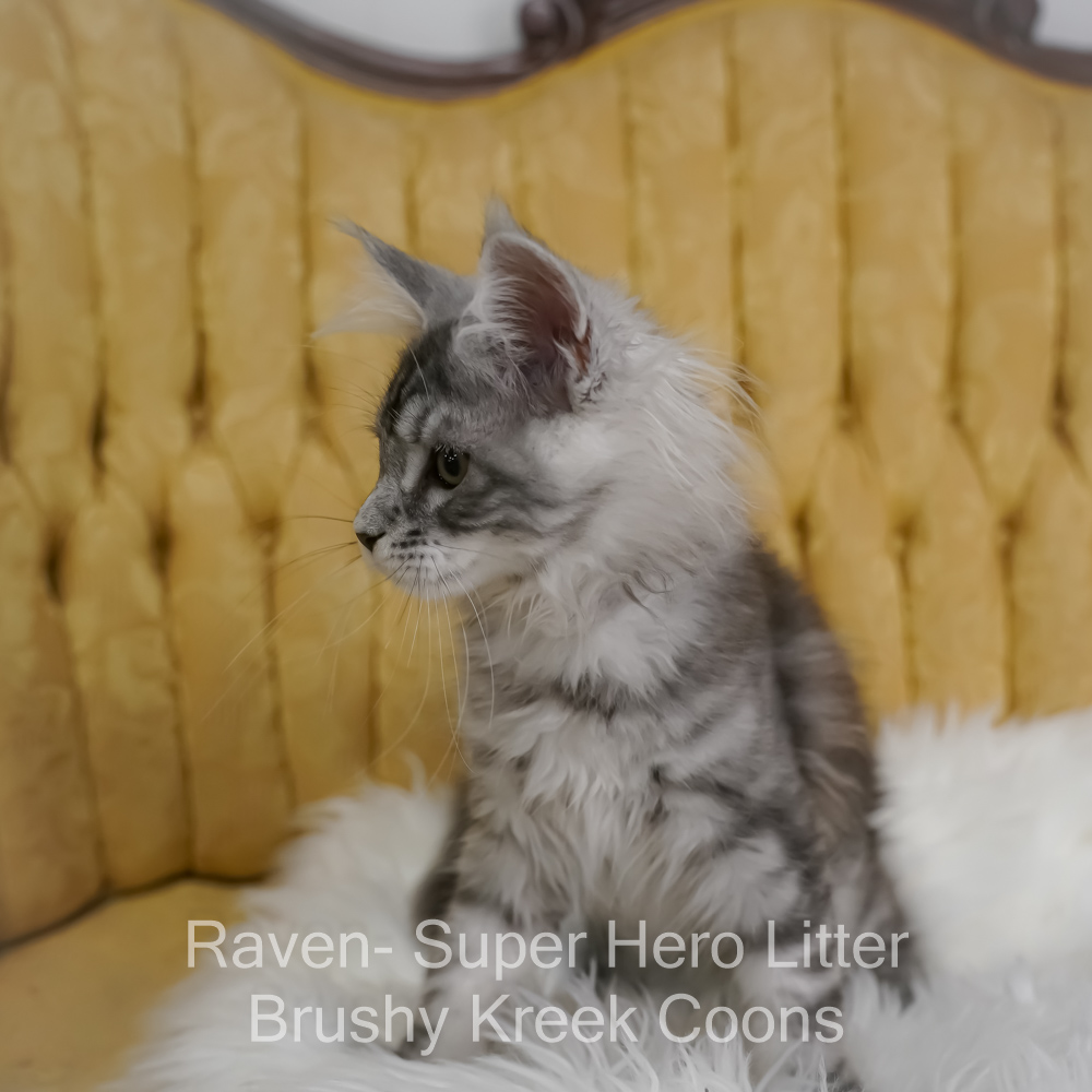 Black silver Maine Coon kitten for sale in Missouri
