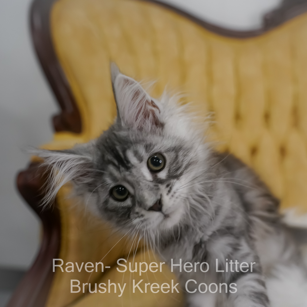 Black silver Maine Coon kitten for sale in Missouri