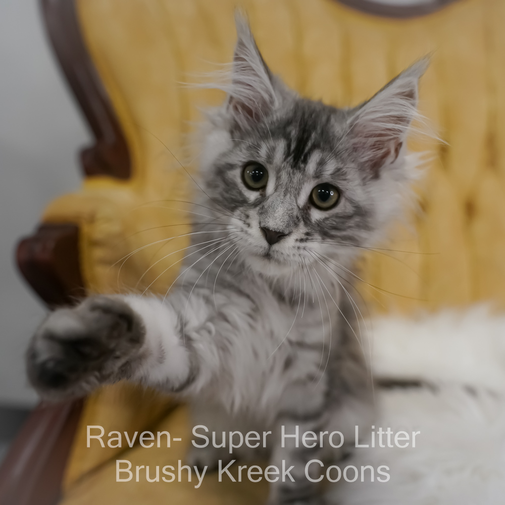 Black silver Maine Coon kitten for sale in Missouri