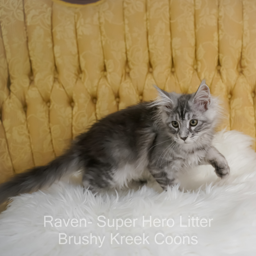 Black silver Maine Coon kitten for sale in Missouri