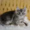 Black silver Maine Coon kitten for sale in Missouri