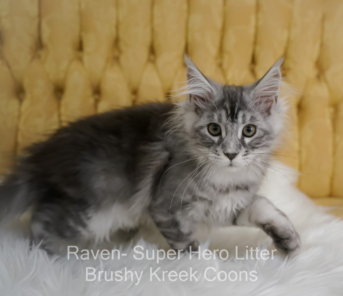 Black silver Maine Coon kitten for sale in Missouri