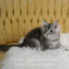 Black silver Maine Coon kitten for sale in Missouri