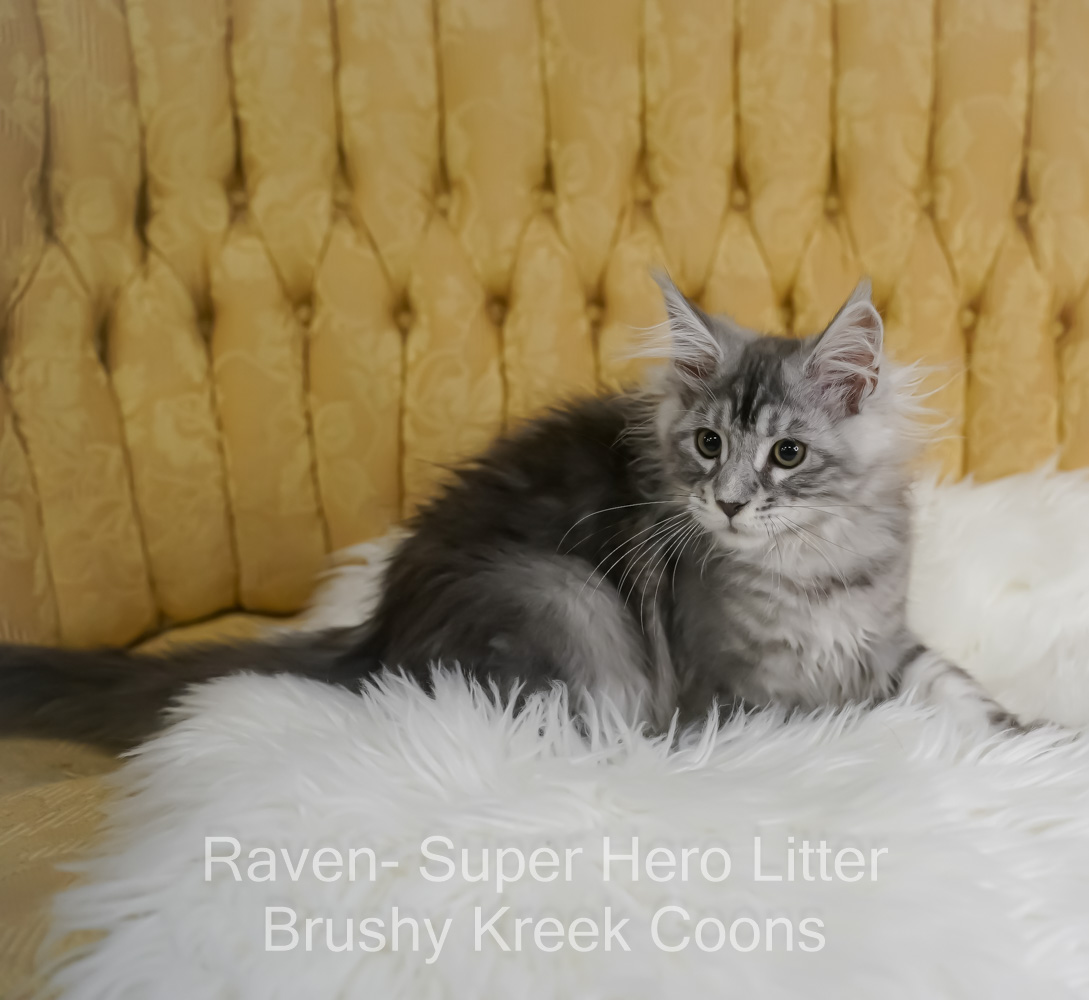 Black silver Maine Coon kitten for sale in Missouri