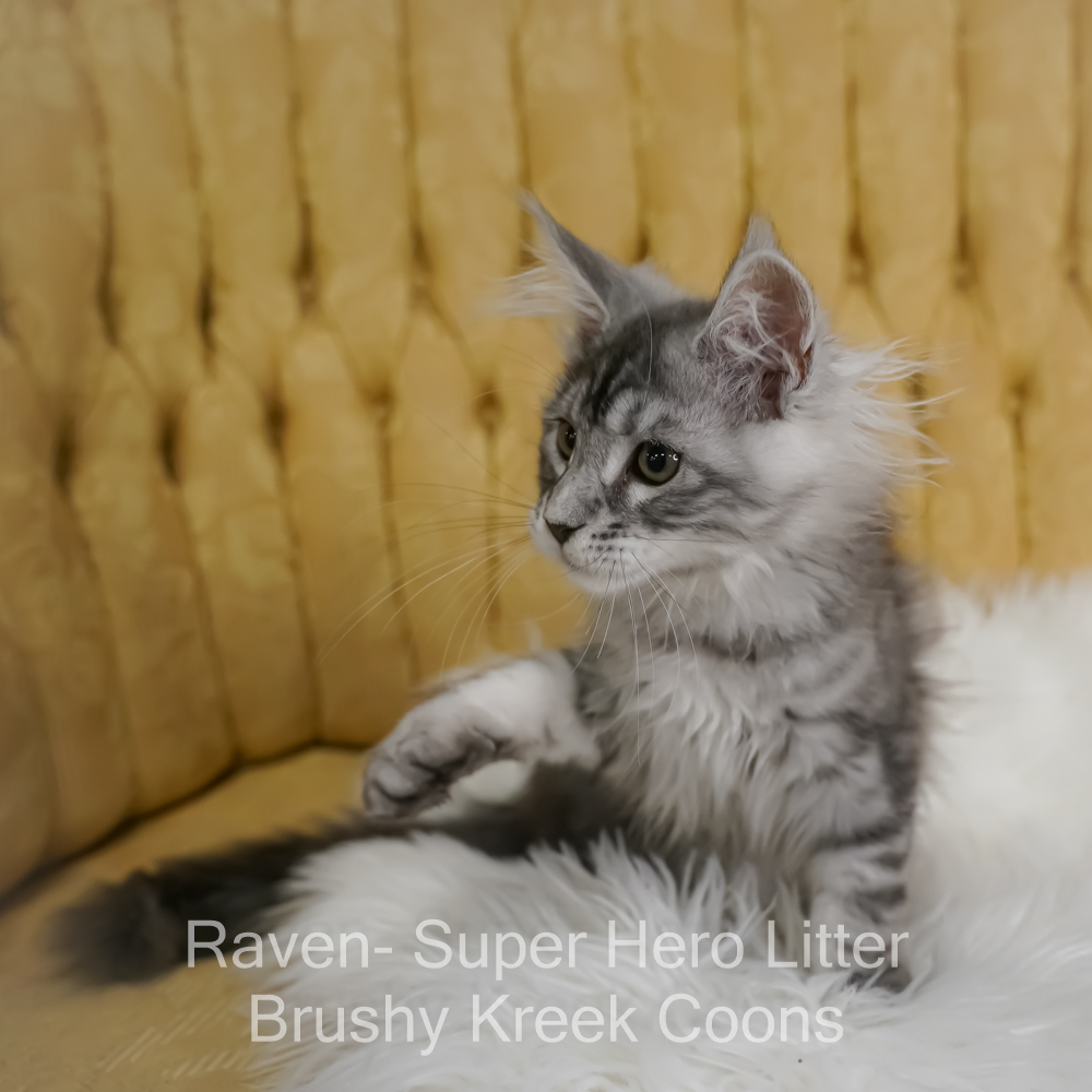 Black silver Maine Coon kitten for sale in Missouri