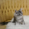 Black silver Maine Coon kitten for sale in Missouri
