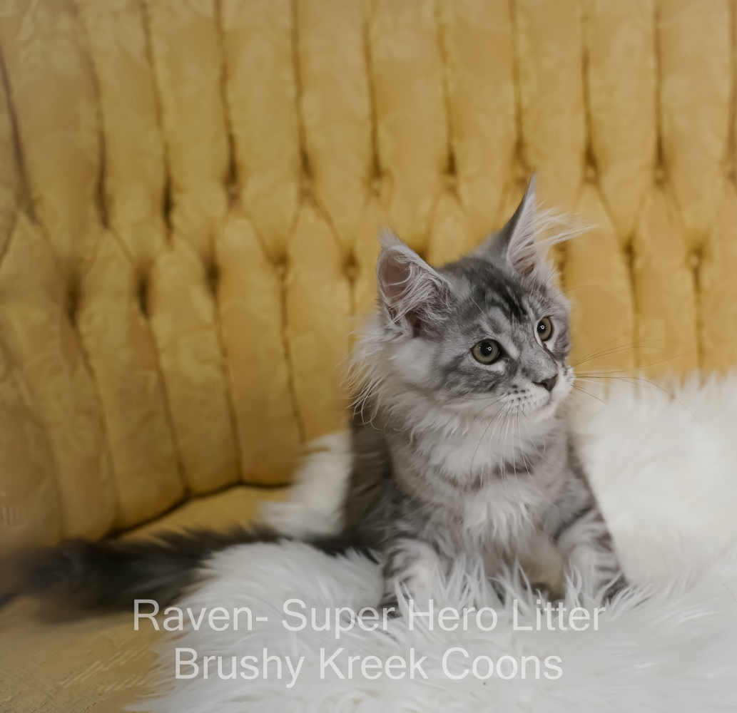 Black silver Maine Coon kitten for sale in Missouri
