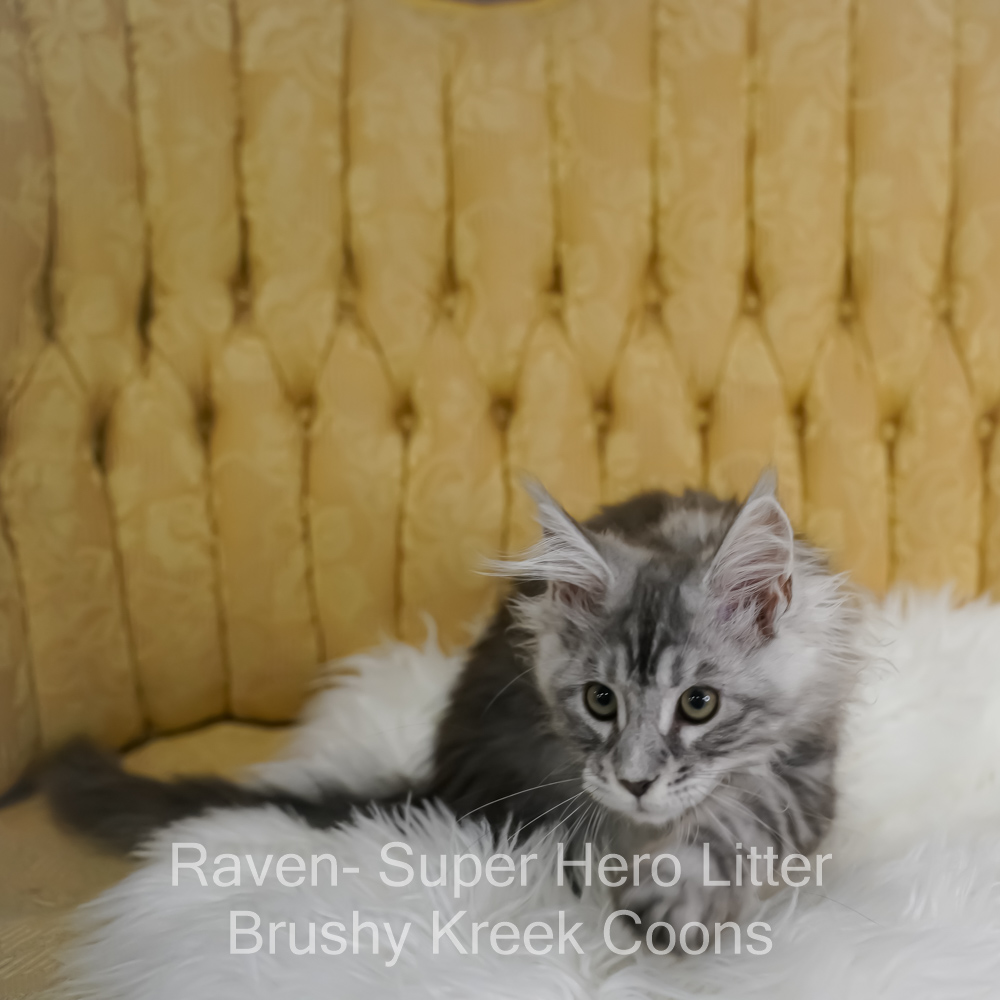 Black silver Maine Coon kitten for sale in Missouri