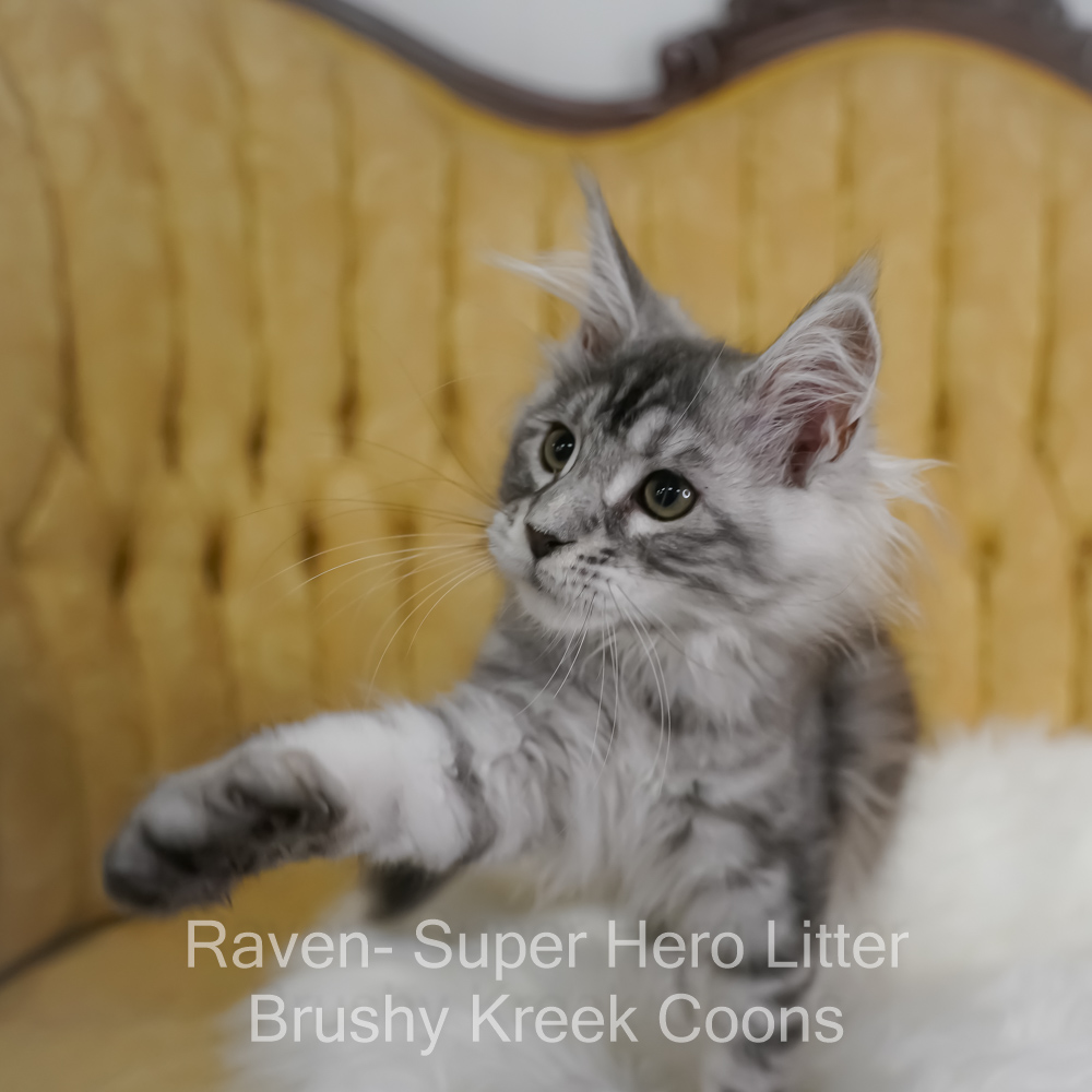 Black silver Maine Coon kitten for sale in Missouri