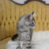 Black silver Maine Coon kitten for sale in Missouri