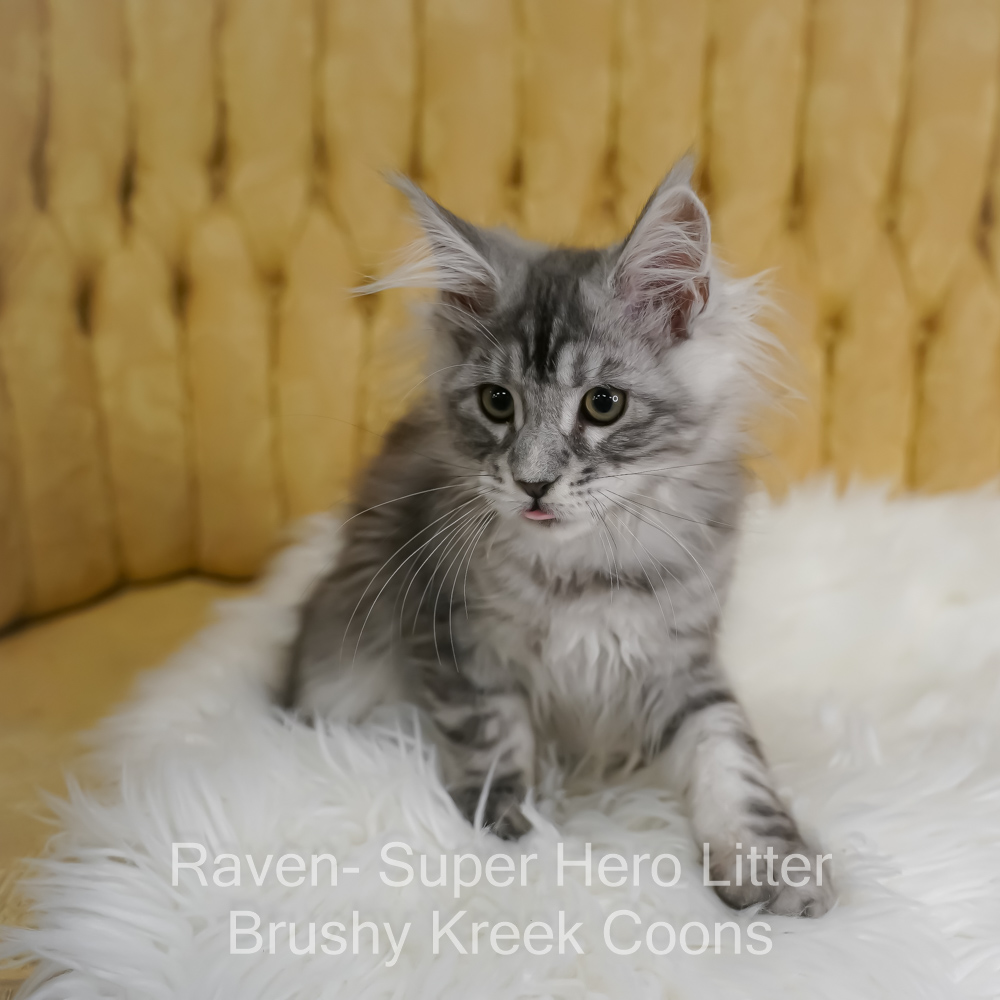 Black silver Maine Coon kitten for sale in Missouri