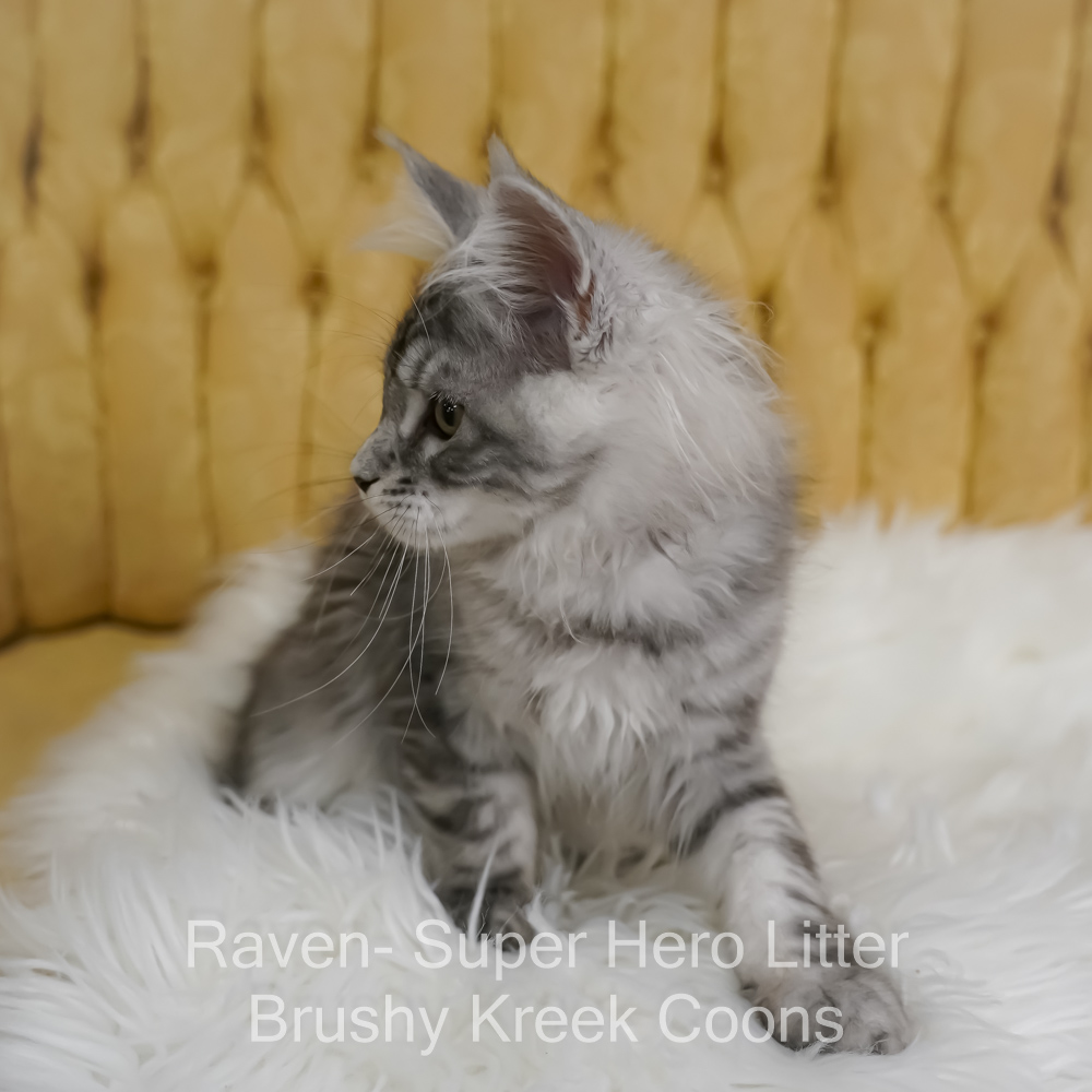Black silver Maine Coon kitten for sale in Missouri