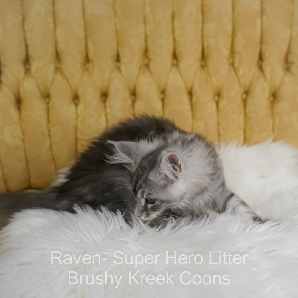 Black silver Maine Coon kitten for sale in Missouri
