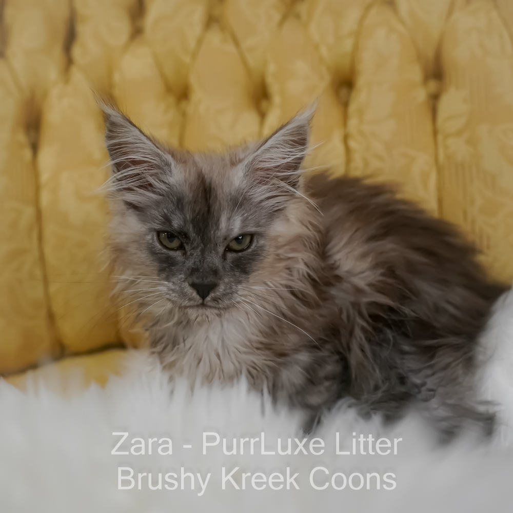 Black smoke Maine Coon for sale Missouri. Health tested parents
