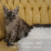 Black smoke Maine Coon for sale Missouri. Health tested parents