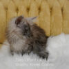 Black smoke Maine Coon for sale Missouri. Health tested parents