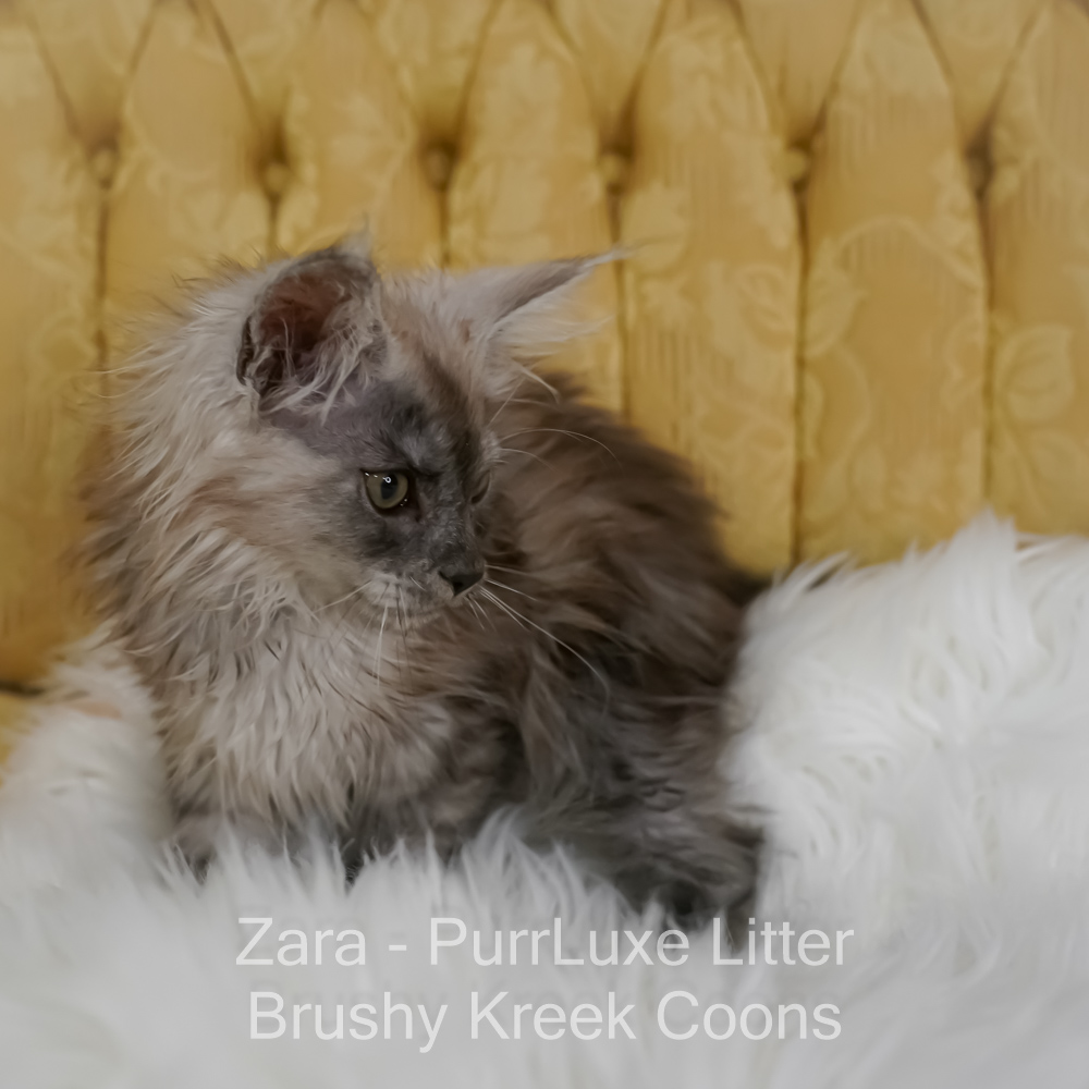 Black smoke Maine Coon for sale Missouri. Health tested parents