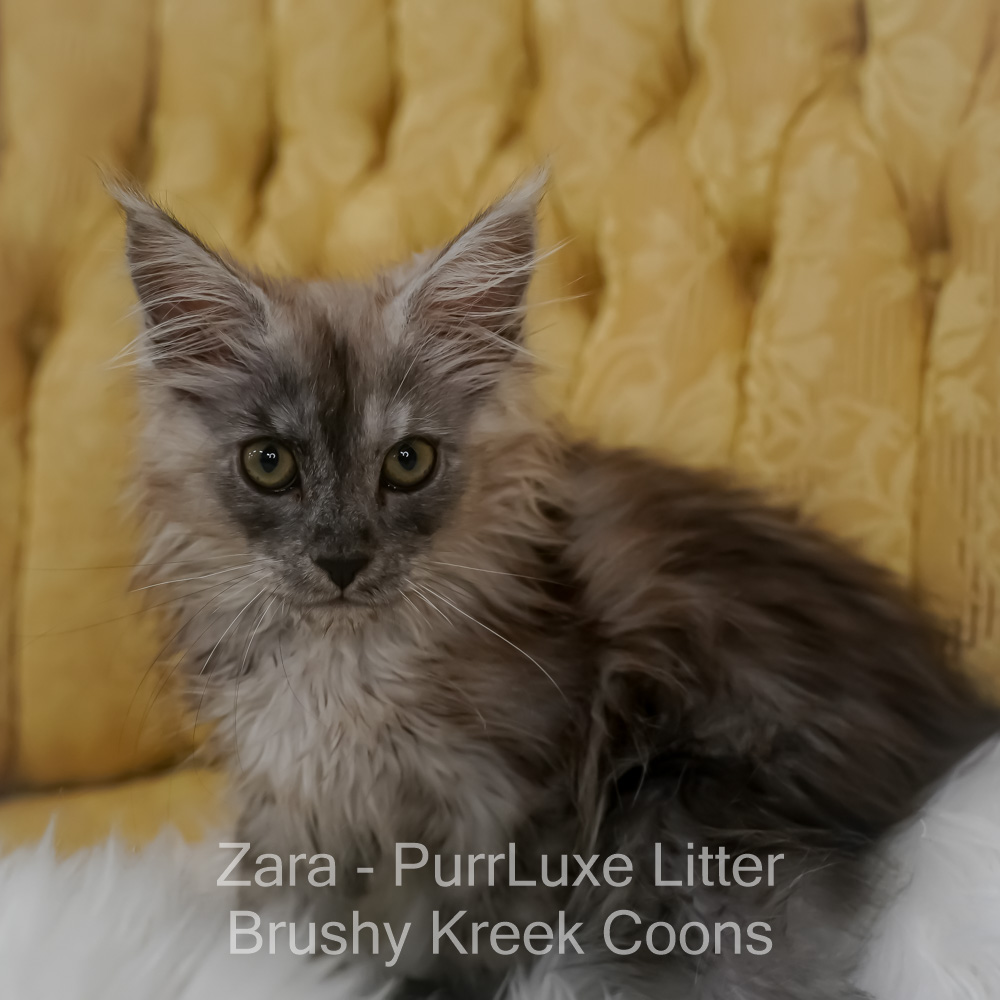 Black smoke Maine Coon for sale Missouri. Health tested parents