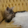 Black smoke Maine Coon for sale Missouri. Health tested parents