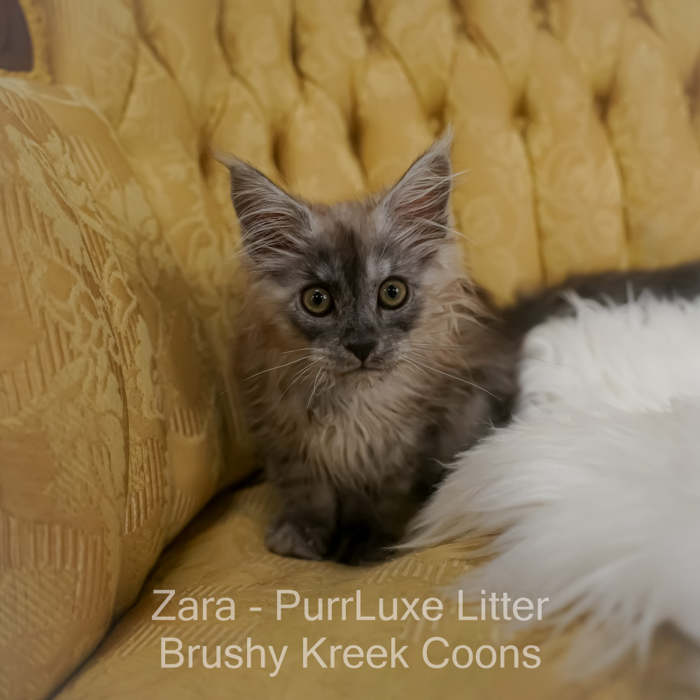 Black smoke Maine Coon for sale Missouri. Health tested parents