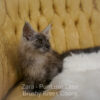 Black smoke Maine Coon for sale Missouri. Health tested parents