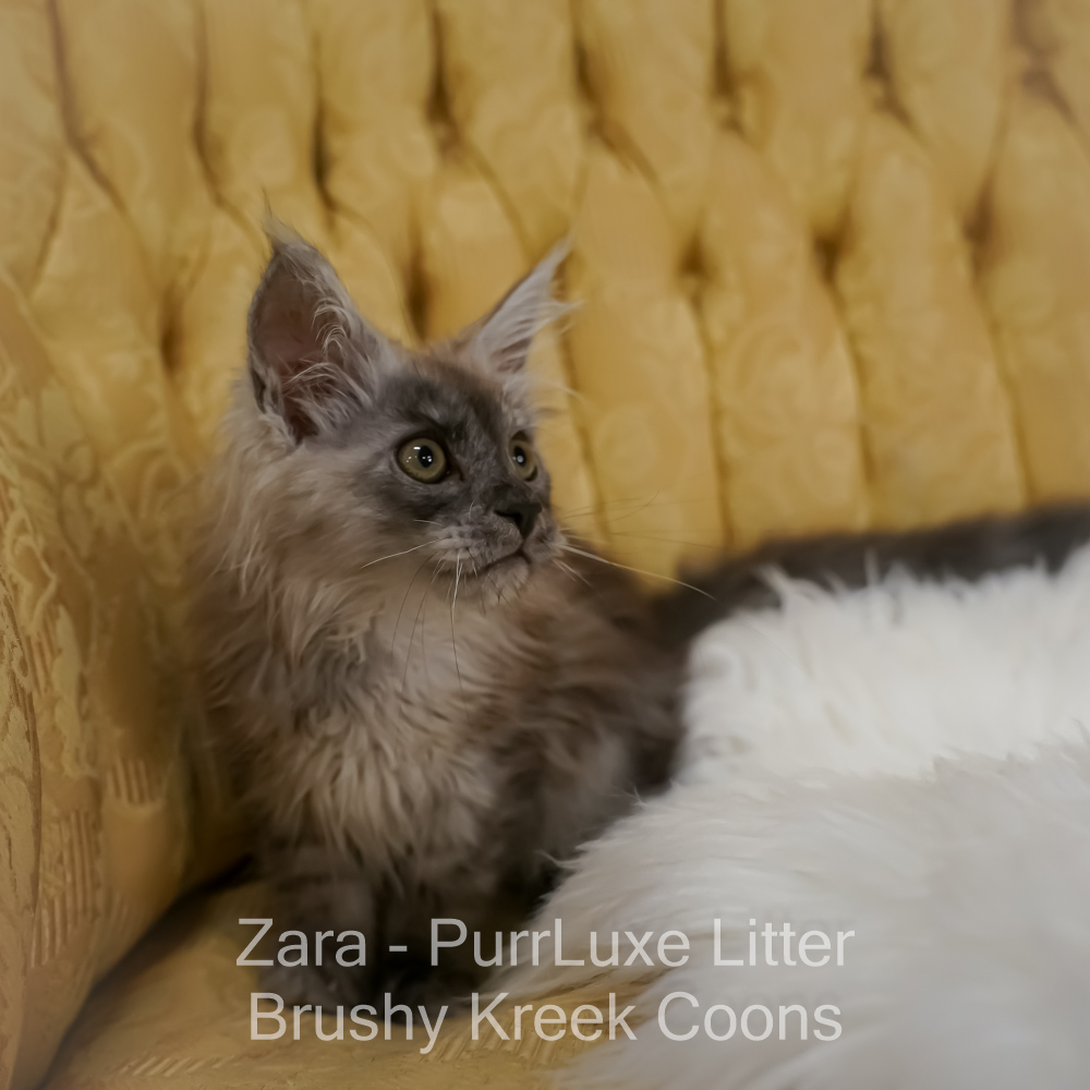 Black smoke Maine Coon for sale Missouri. Health tested parents