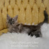Black smoke Maine Coon for sale Missouri. Health tested parents