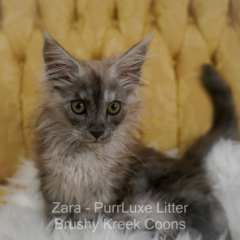 Black smoke Maine Coon for sale Missouri. Health tested parents