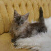 Black smoke Maine Coon for sale Missouri. Health tested parents