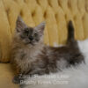Black smoke Maine Coon for sale Missouri. Health tested parents