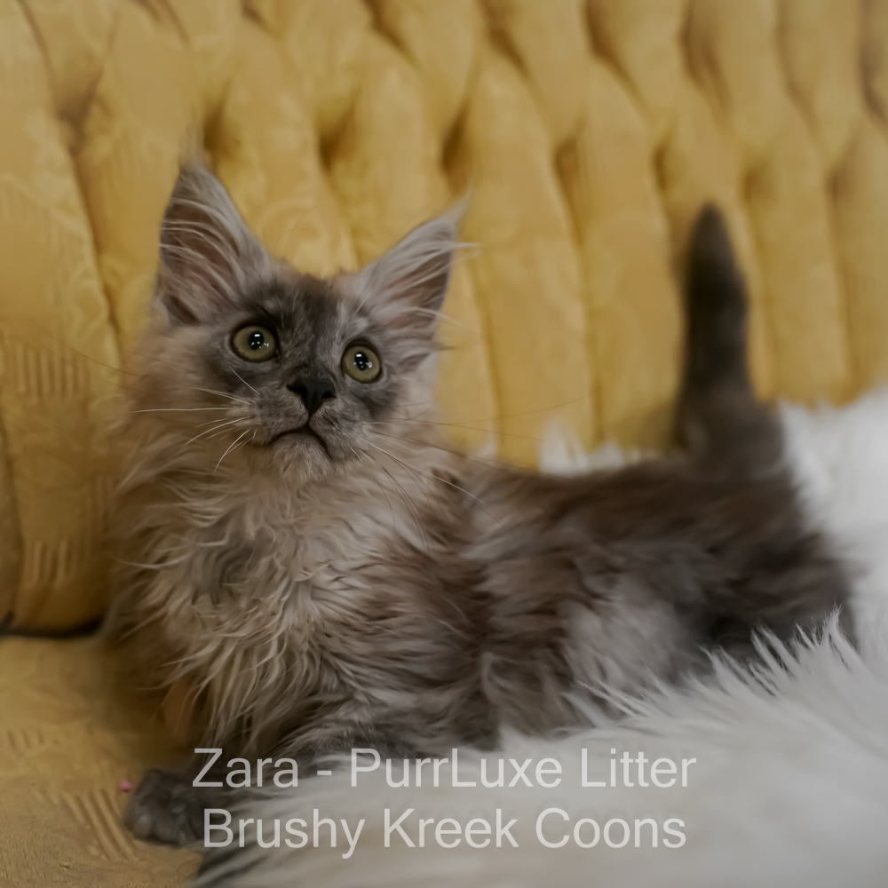Black smoke Maine Coon for sale Missouri. Health tested parents