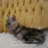 Black smoke Maine Coon for sale Missouri. Health tested parents