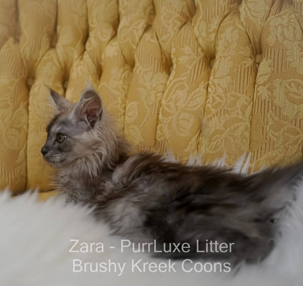 Black smoke Maine Coon for sale Missouri. Health tested parents