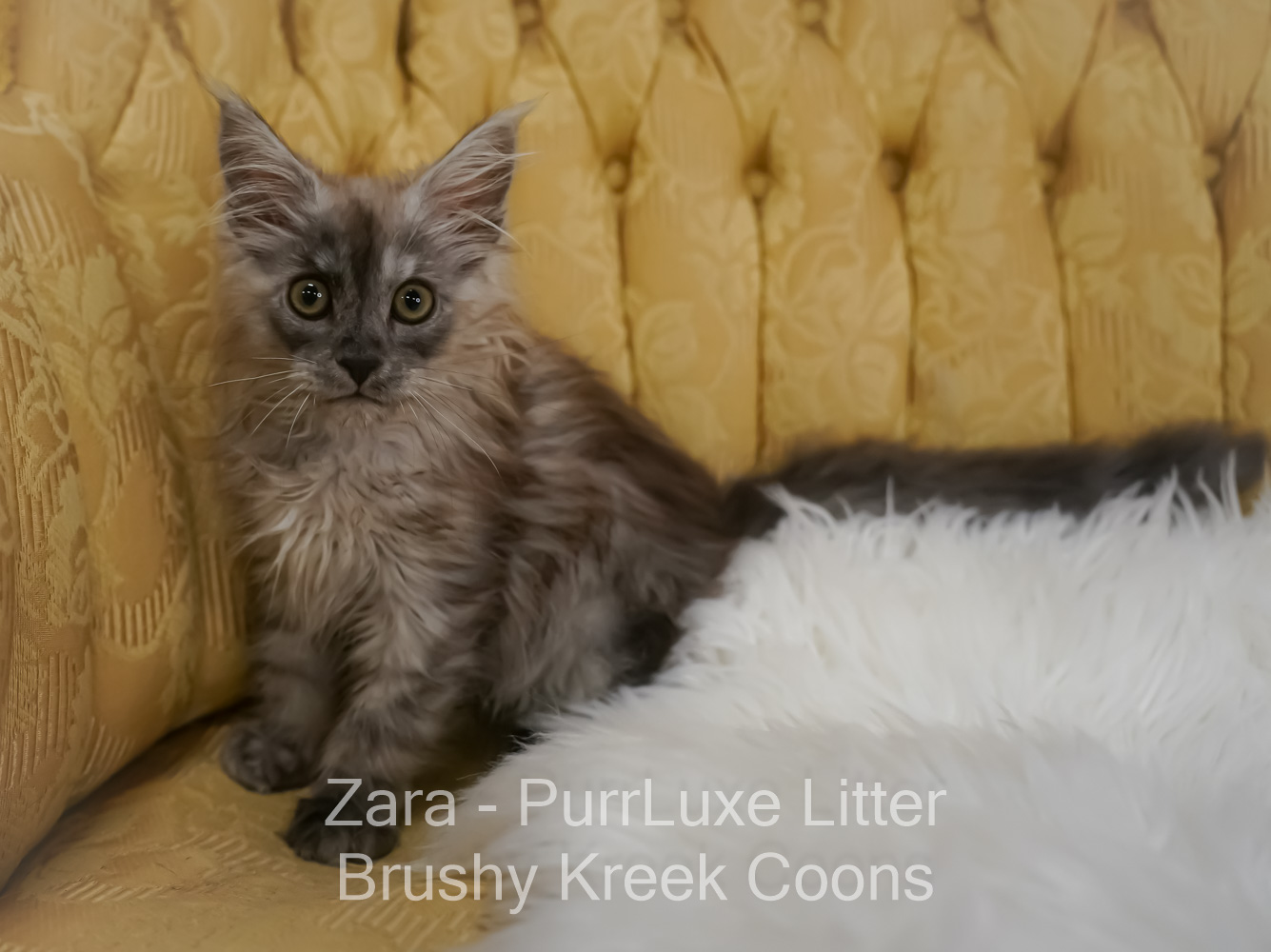 Black smoke Maine Coon for sale Missouri. Health tested parents