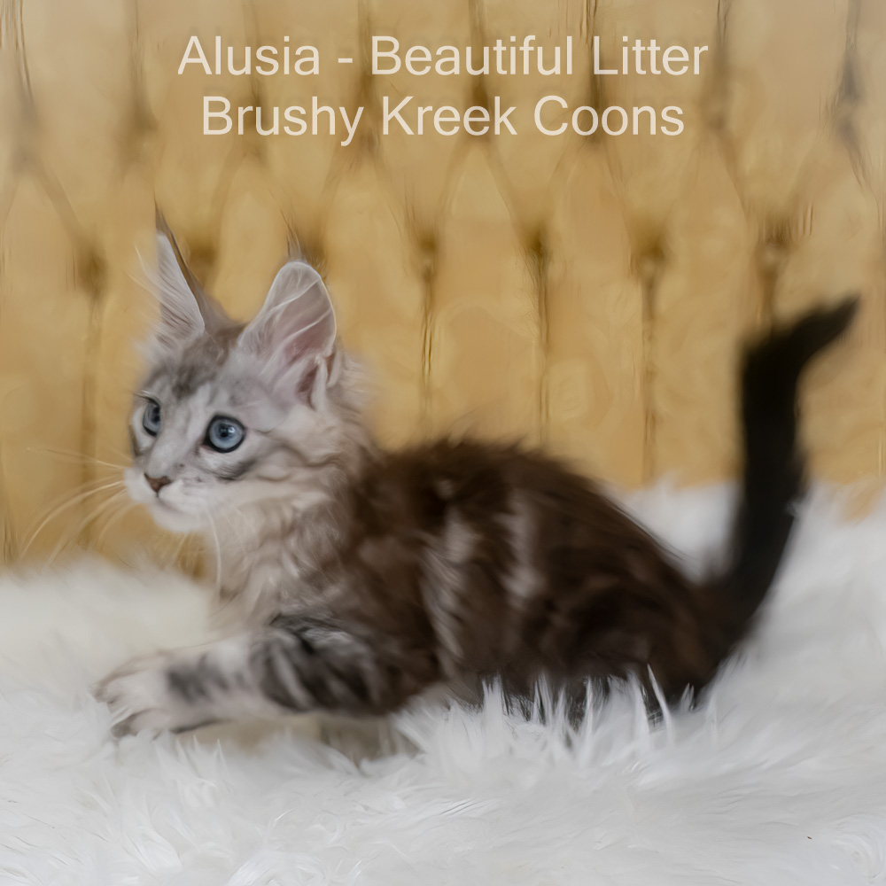 Alusia – $2,500 – Brushy Kreek Coons