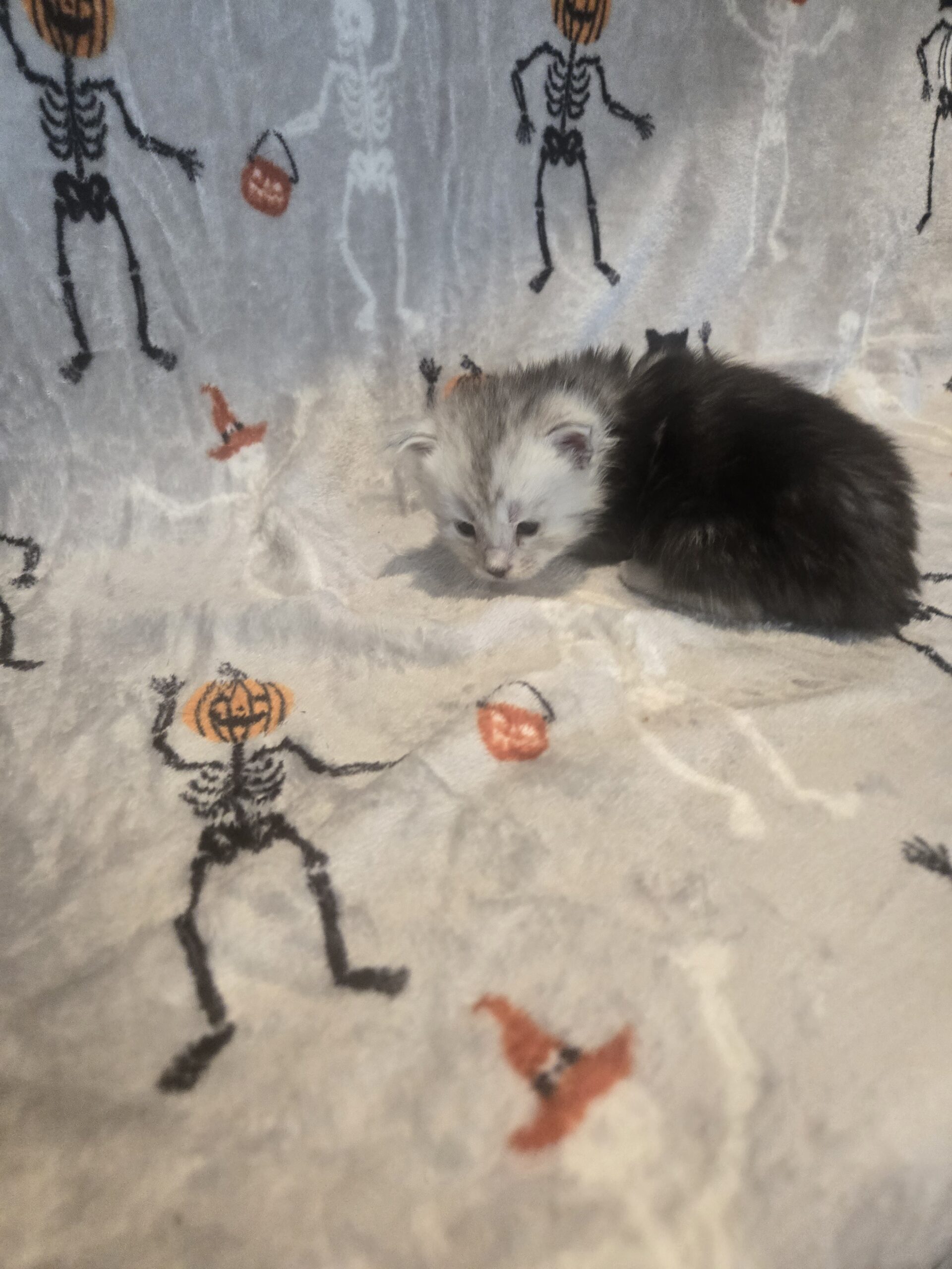 Black silver tabby with light face mainecoon female