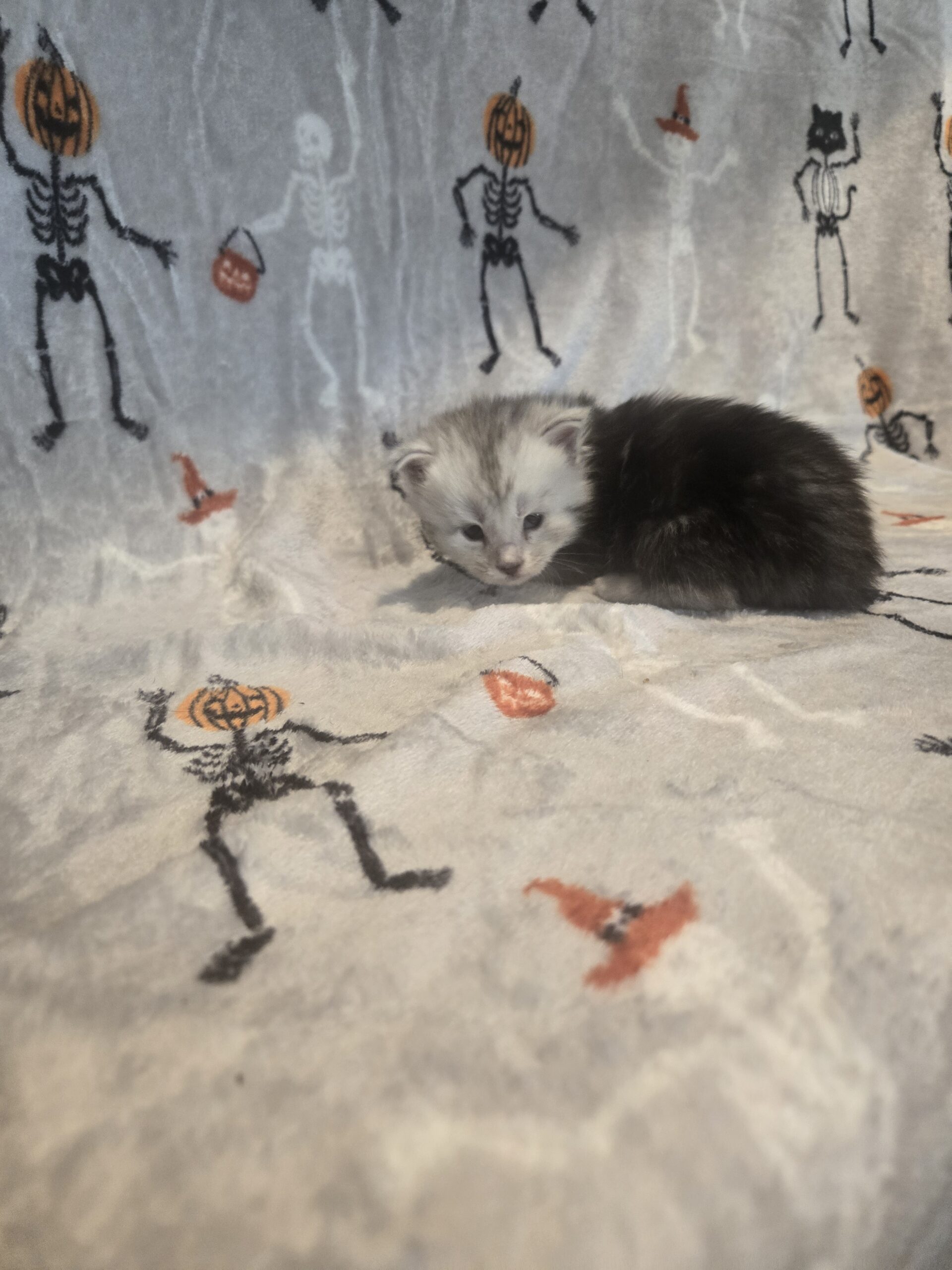 Black silver tabby with light face mainecoon female