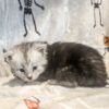Black silver tabby with light face mainecoon female
