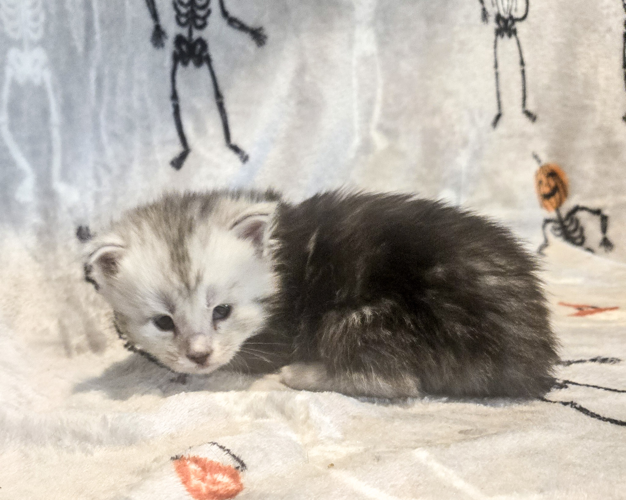 Black silver tabby with light face mainecoon female