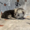 Black silver tabby with light face mainecoon female
