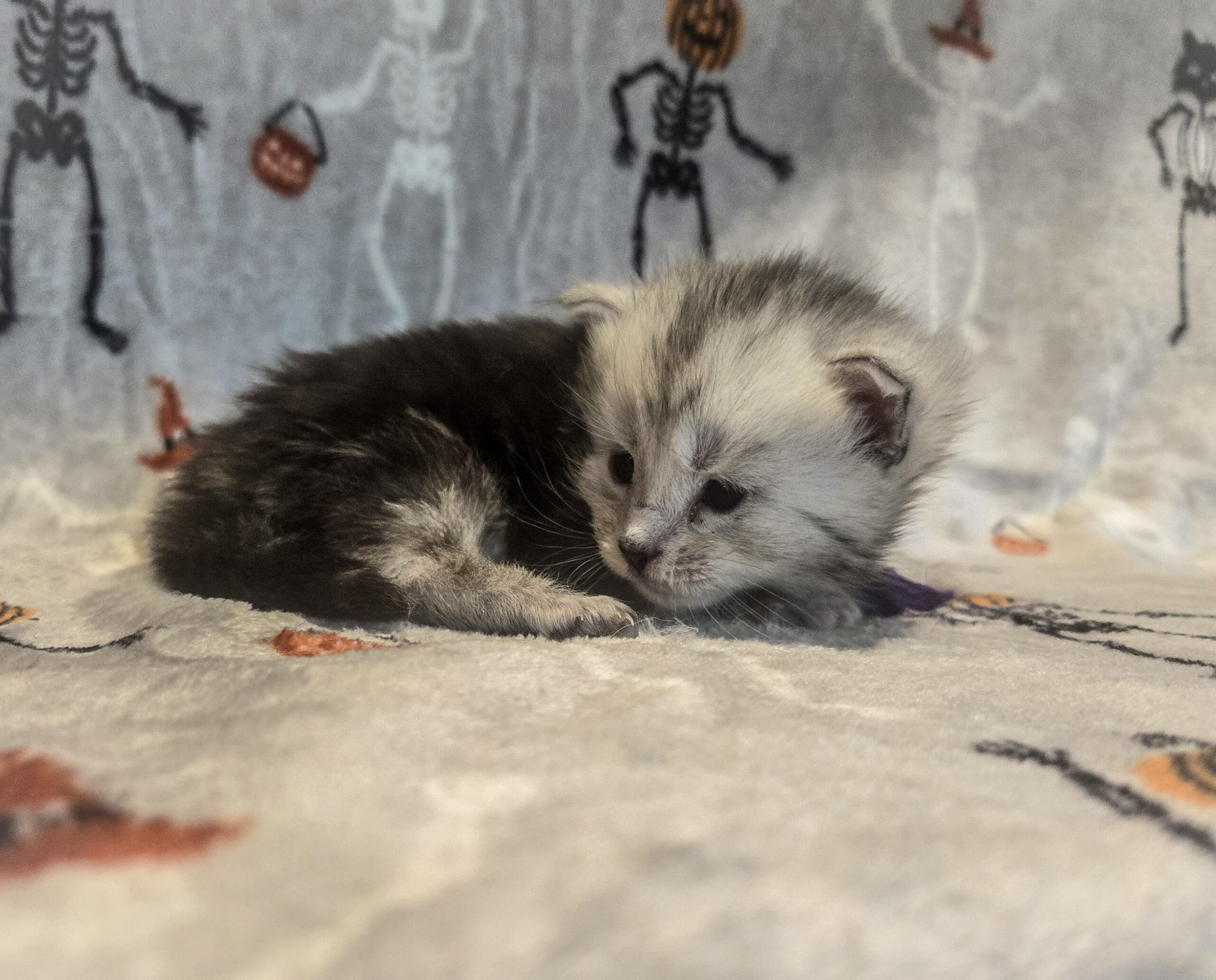 Black silver tabby with light face mainecoon female