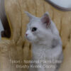 Adult Blue eyed shaded Health tested Maine Coon for sale in Missouri with breeding rights