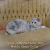 Adult Blue eyed shaded Health tested Maine Coon for sale in Missouri with breeding rights