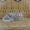 Adult Blue eyed shaded Health tested Maine Coon for sale in Missouri with breeding rights