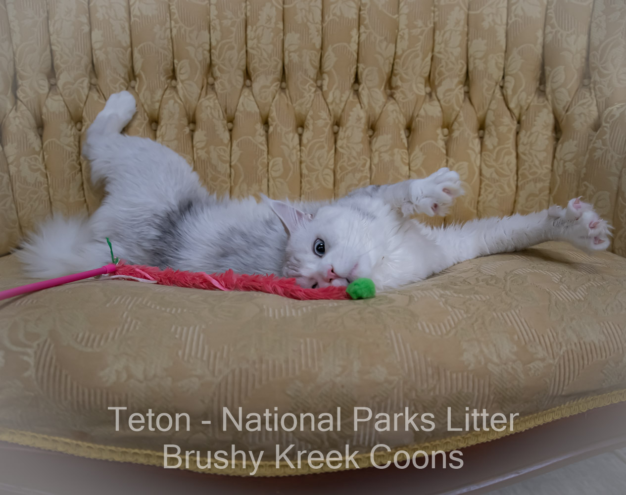 Adult Blue eyed shaded Health tested Maine Coon for sale in Missouri with breeding rights