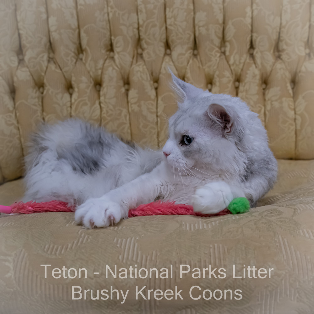 Adult Blue eyed shaded Health tested Maine Coon for sale in Missouri with breeding rights
