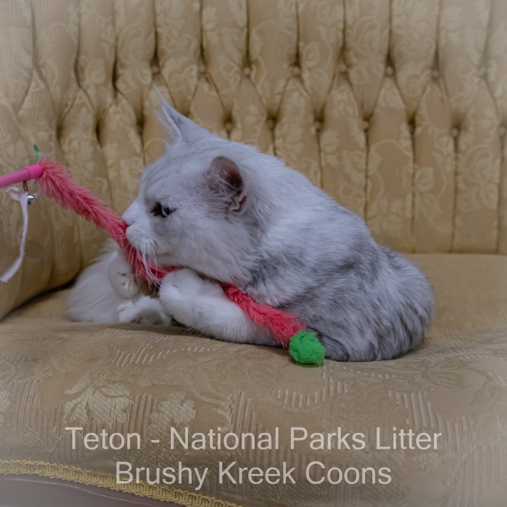 Adult Blue eyed shaded Health tested Maine Coon for sale in Missouri with breeding rights