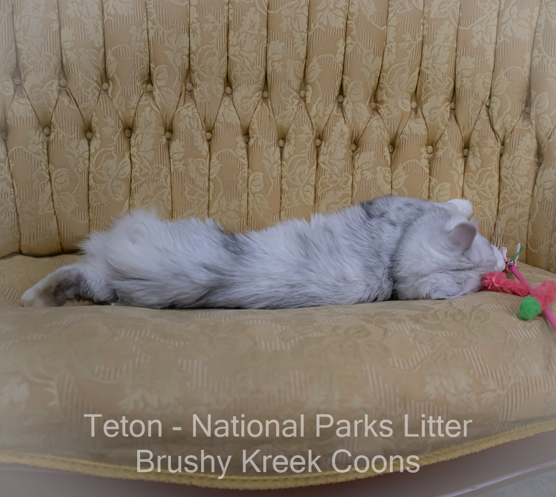 Adult Blue eyed shaded Health tested Maine Coon for sale in Missouri with breeding rights